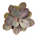3" Echeveria Purple Pearl